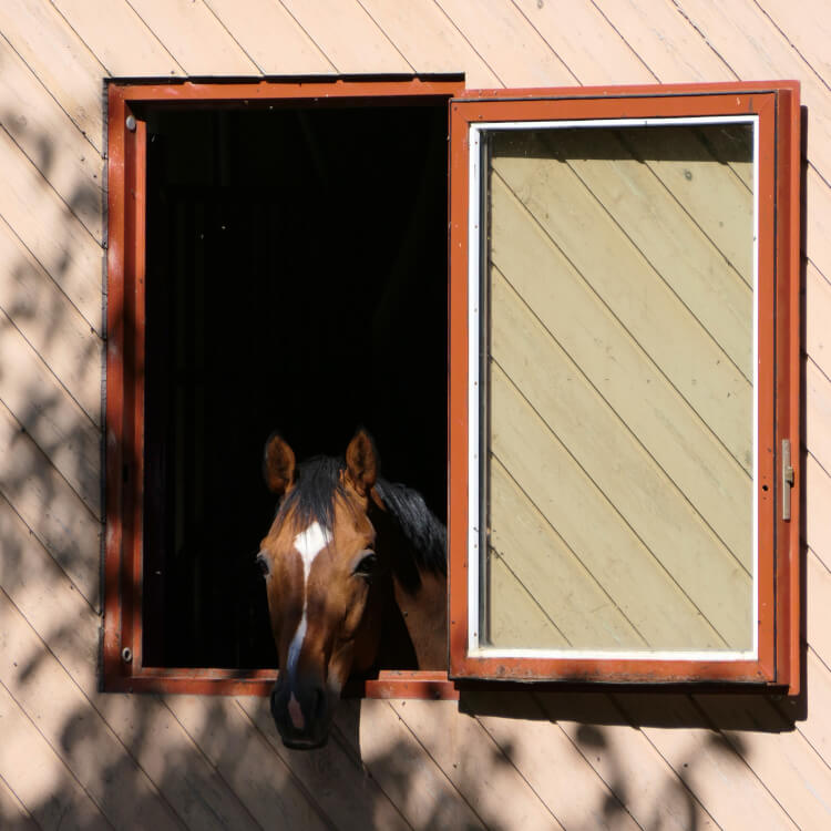 Stallfenster