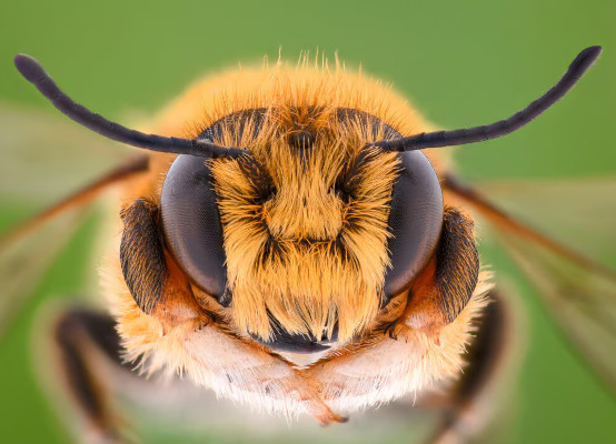 Bienen am Fensterrahmen