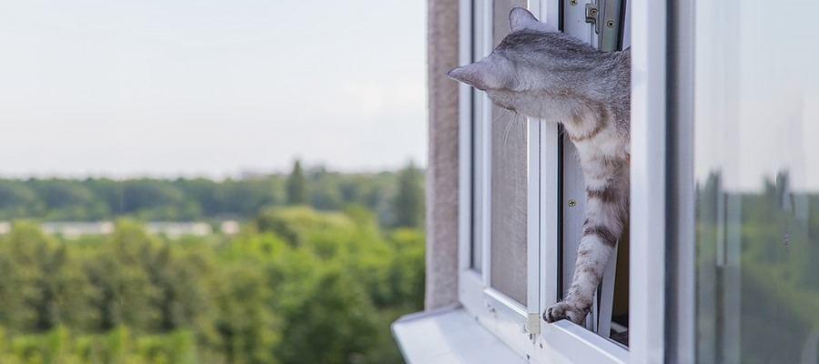 Katze schaut aus dem Fenster